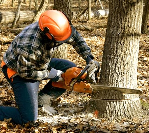 Tree Removal in Auburn, KS